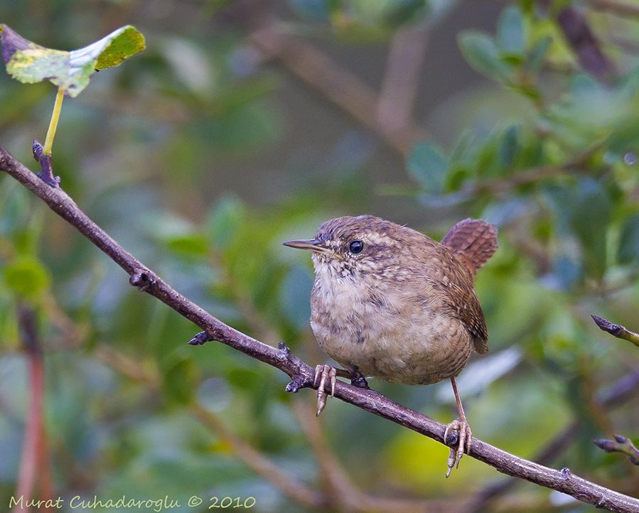 Eurasian Wren