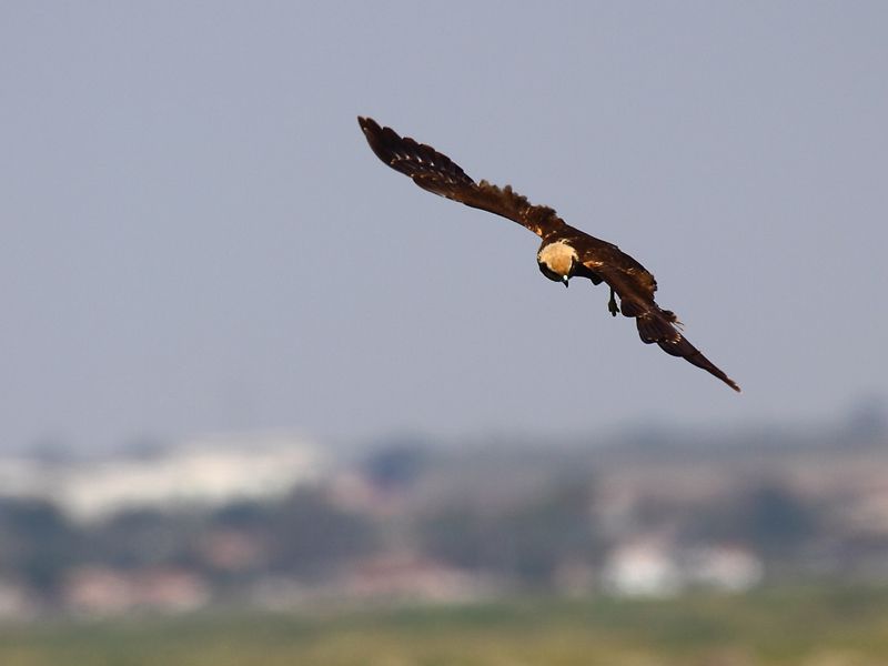 Western Marsh Harrier