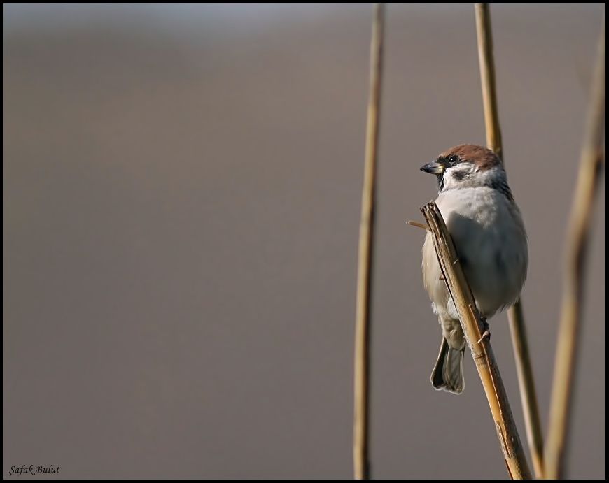 Eurasian Tree Sparrow