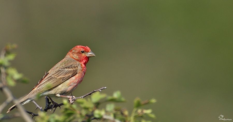 Common Rosefinch