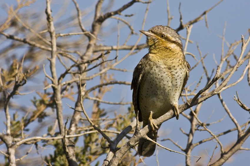 Eurasian Wryneck