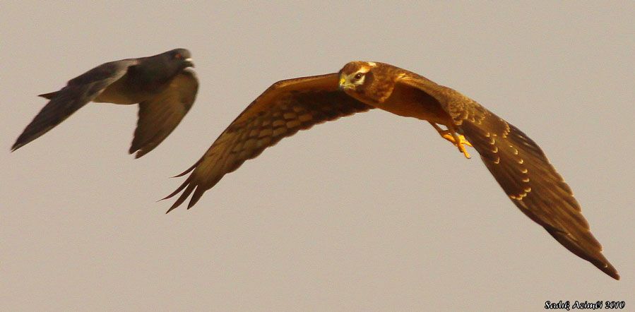 Montagu`s Harrier