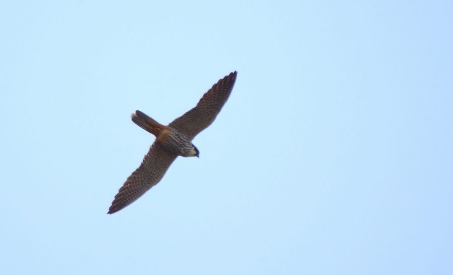 Eurasian Hobby