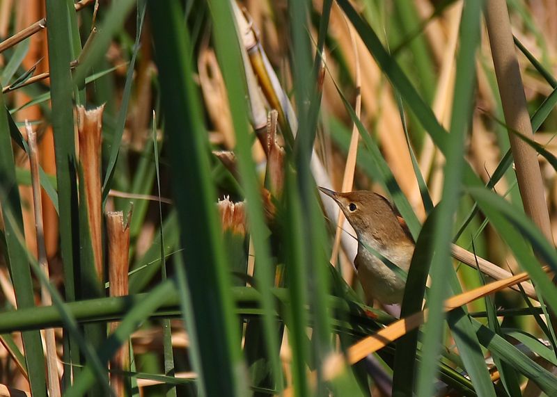 Garden Warbler