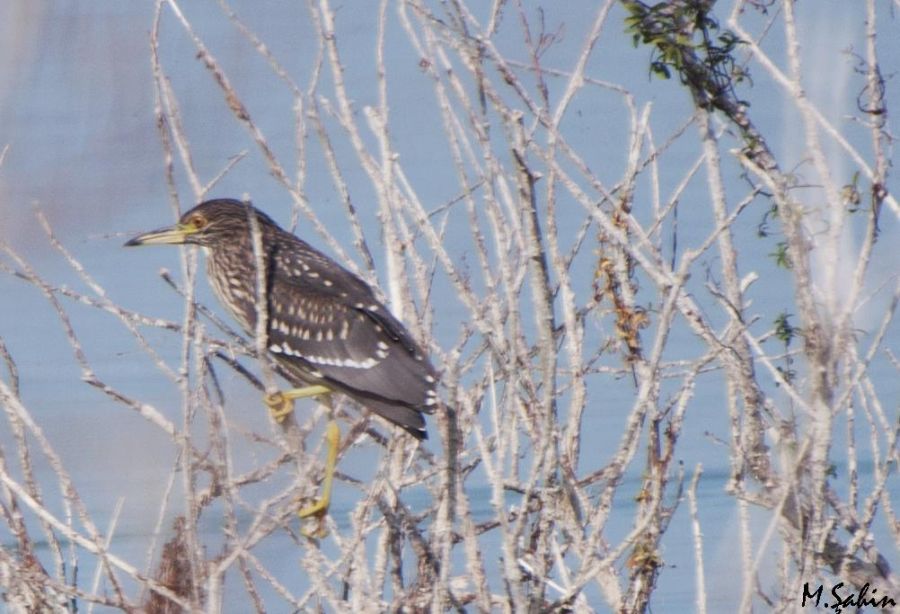 Black-crowned Night Heron