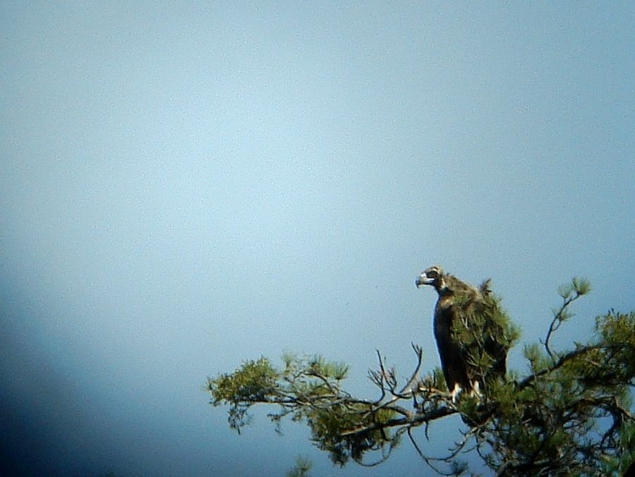 Cinereous Vulture