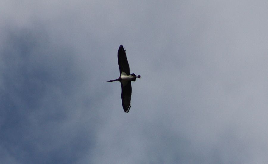 Black Stork