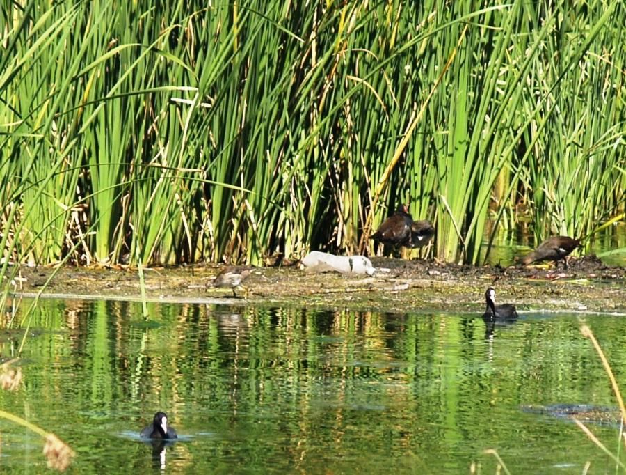 Common Moorhen