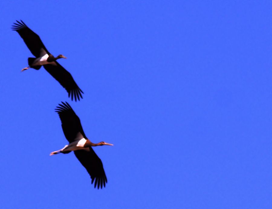 Black Stork