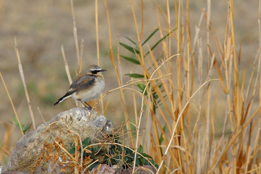 Northern Wheatear