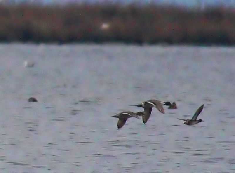 Northern Pintail