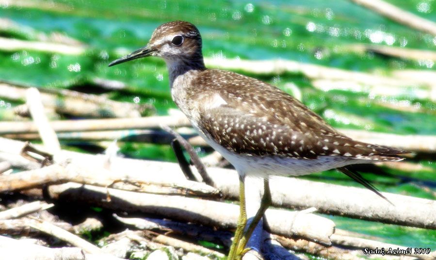 Wood Sandpiper