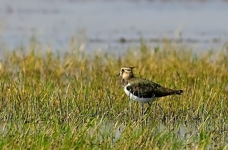 Northern Lapwing