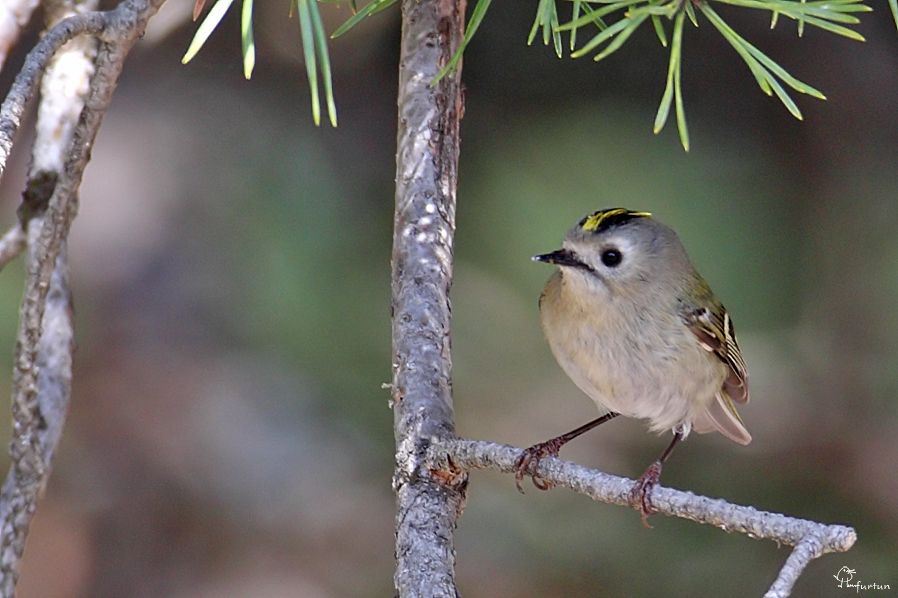 Goldcrest