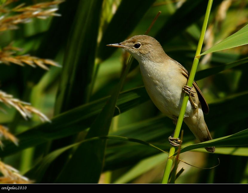 Common Reed Warbler
