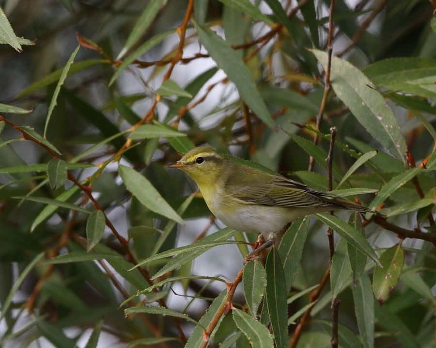 Wood Warbler