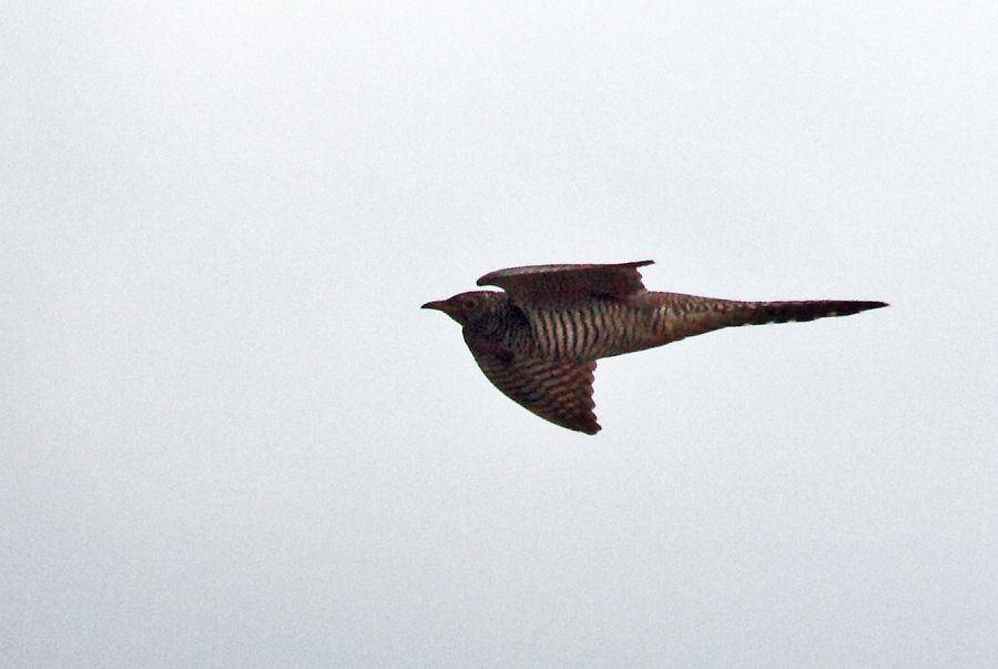 Common Cuckoo