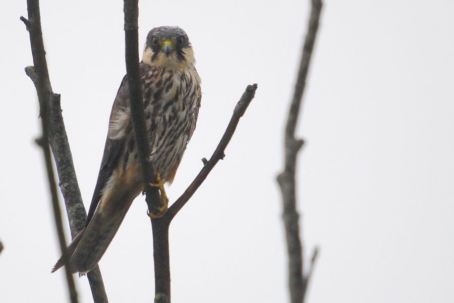 Eurasian Hobby
