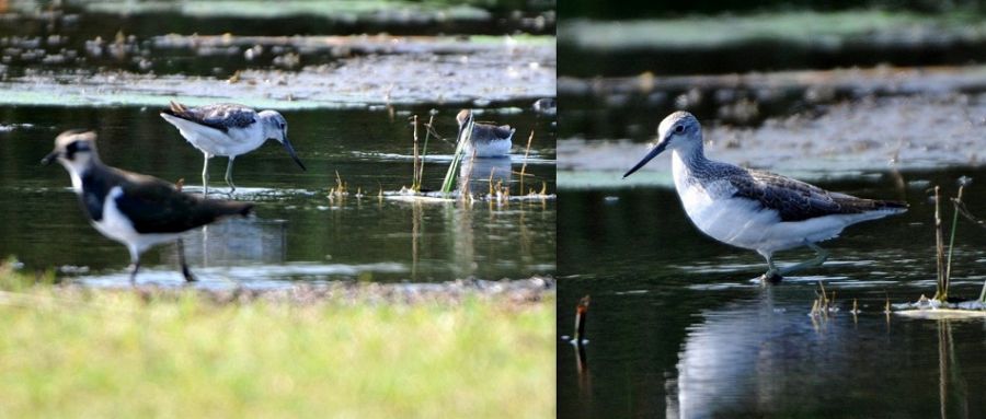 Common Greenshank