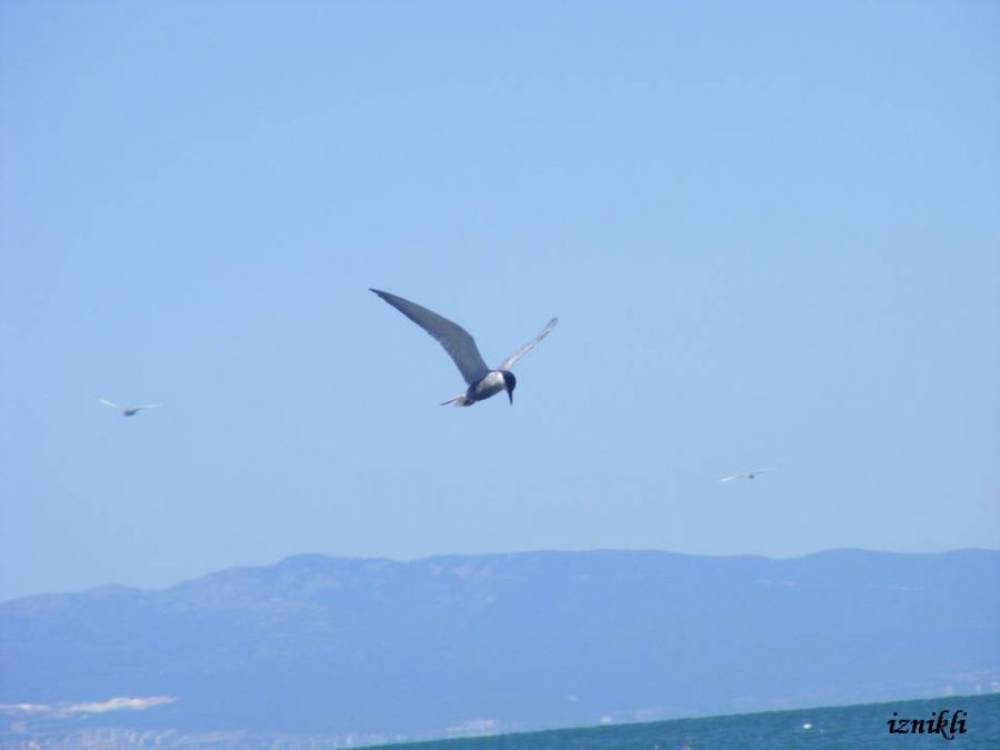Whiskered Tern