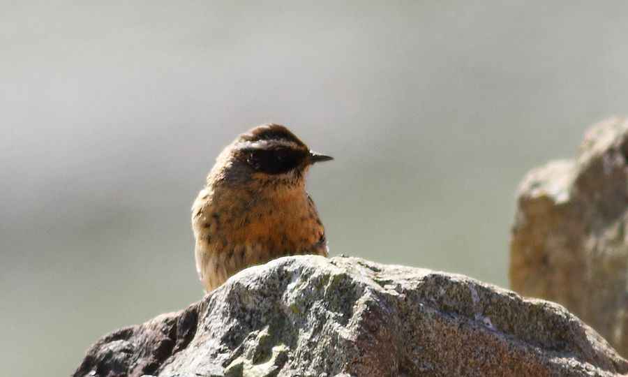 Radde`s Accentor