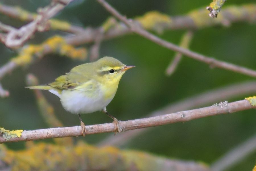 Wood Warbler