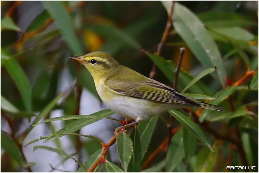 Wood Warbler