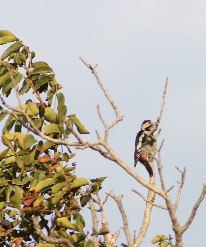 Syrian Woodpecker