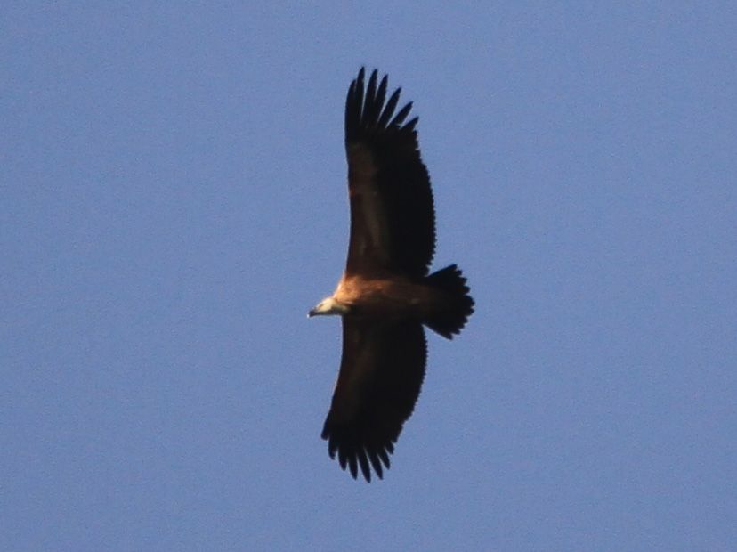Griffon Vulture