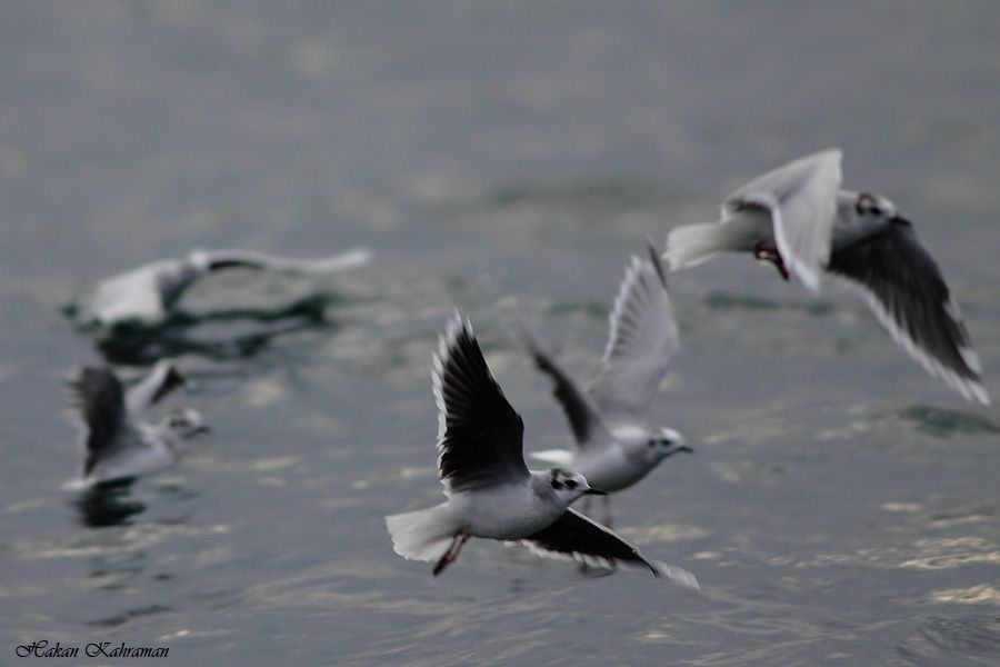 Little Gull