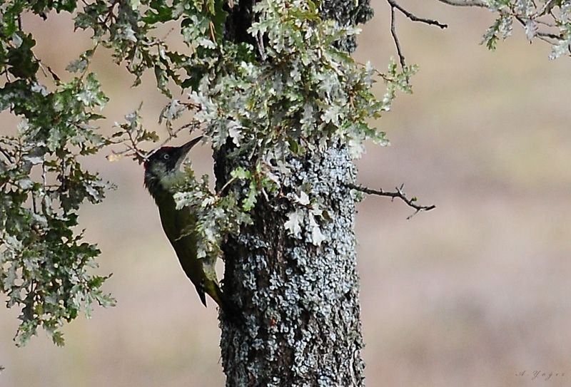 European Green Woodpecker