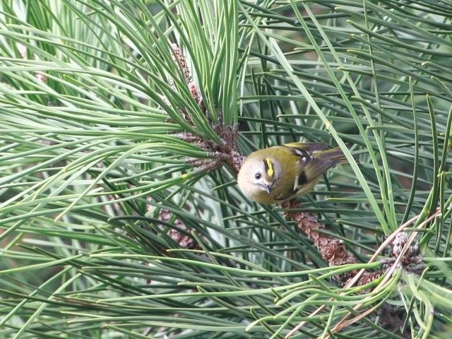 Goldcrest