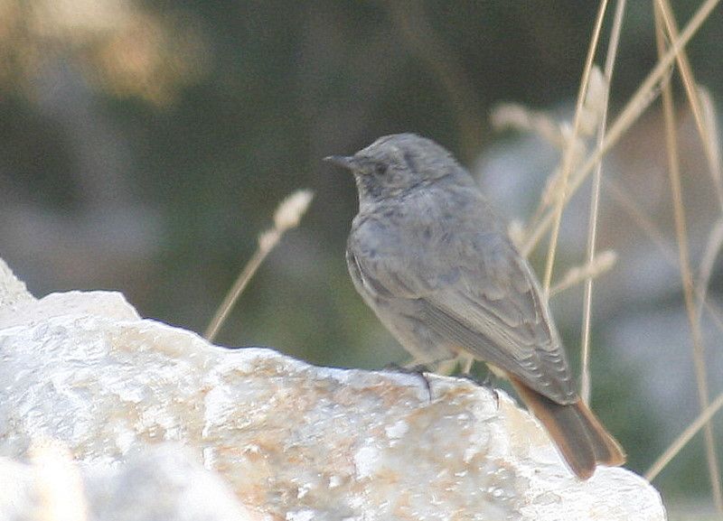 Kara kızılkuyruk
