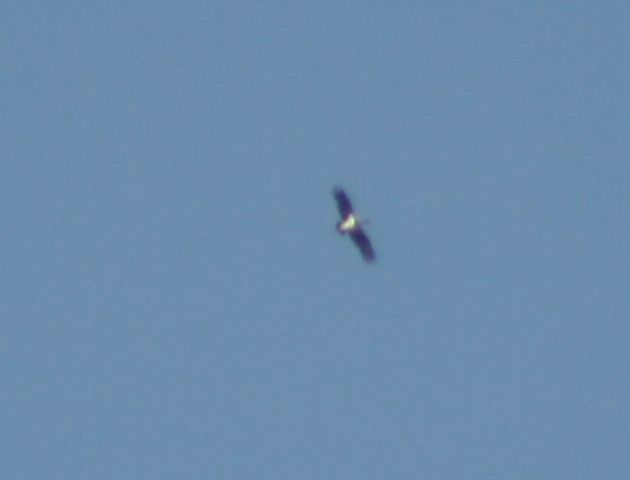 Black Stork