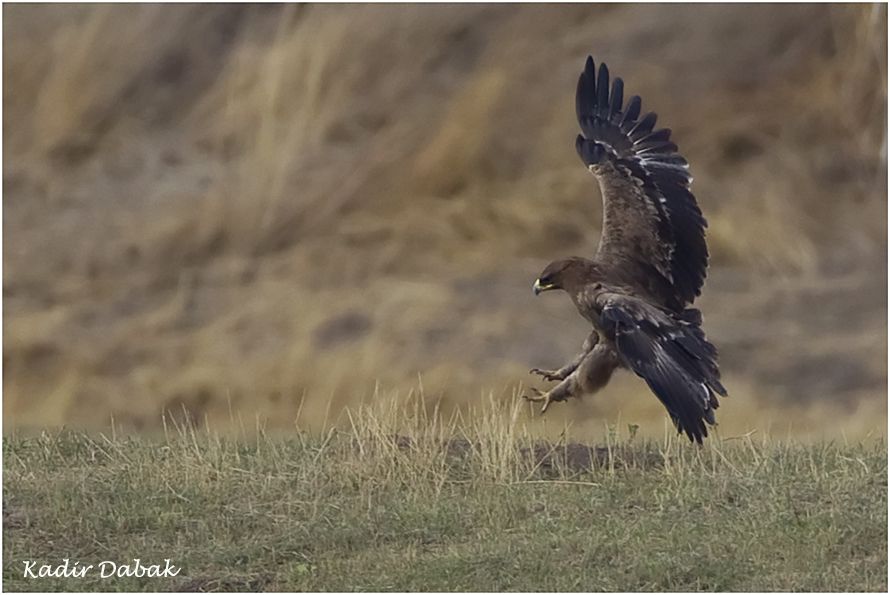 Steppe Eagle