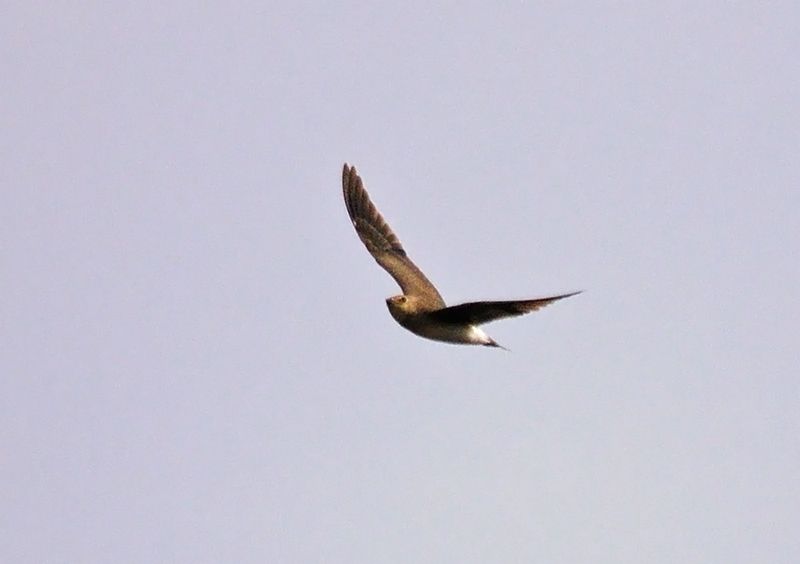 Black-winged Pratincole