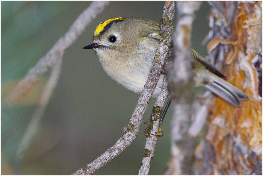 Goldcrest