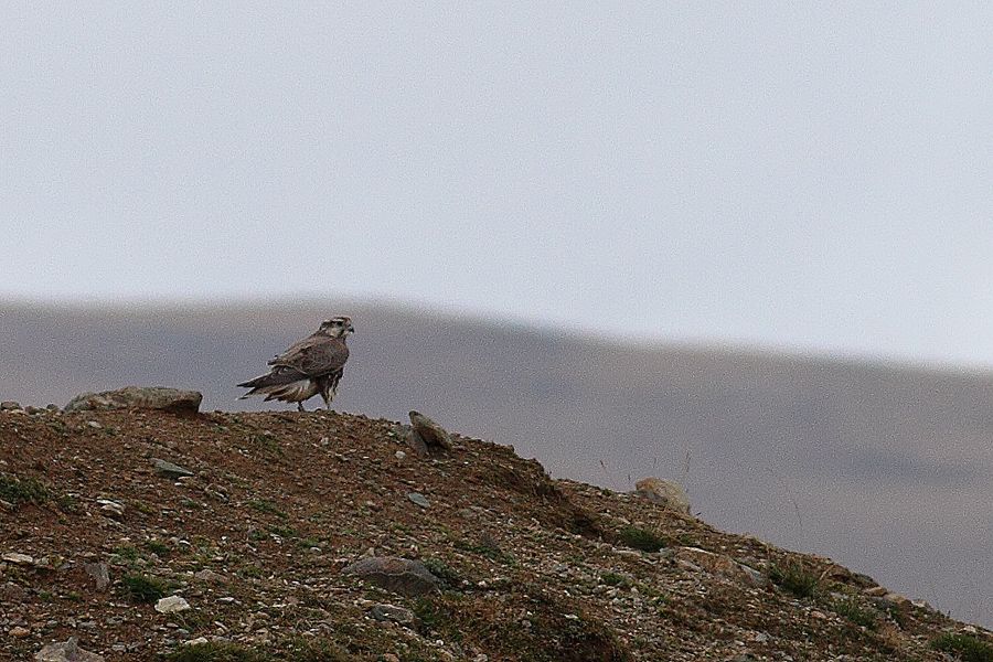 Saker Falcon