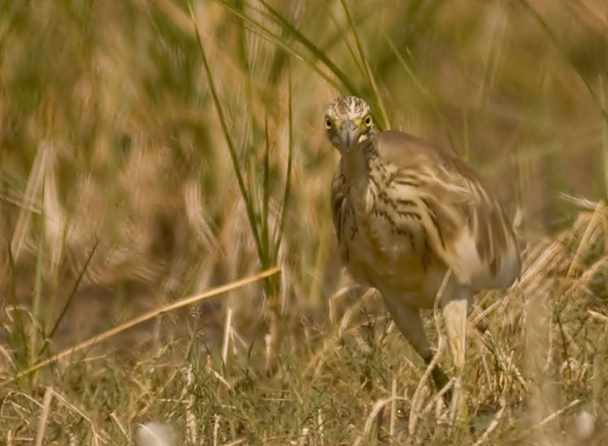 Squacco Heron