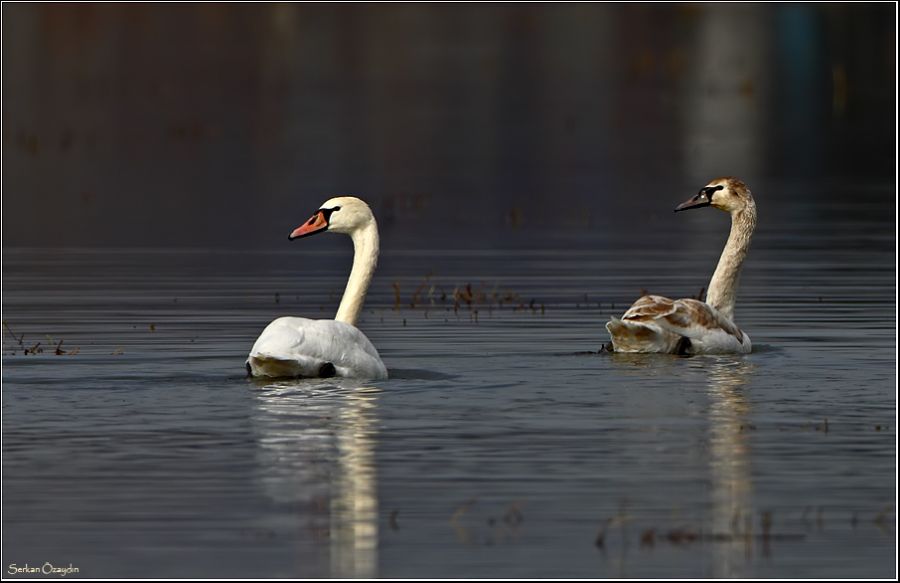 Mute Swan