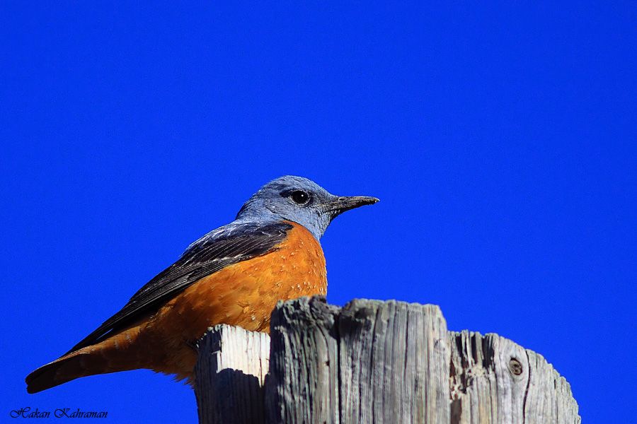 Common Rock Thrush