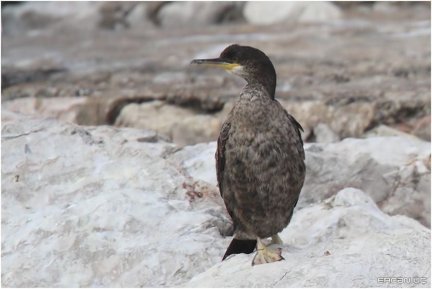 European Shag