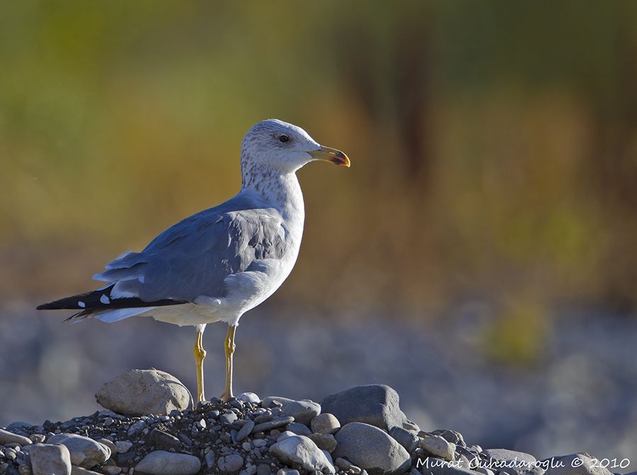 Armenian Gull