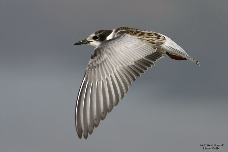 Whiskered Tern