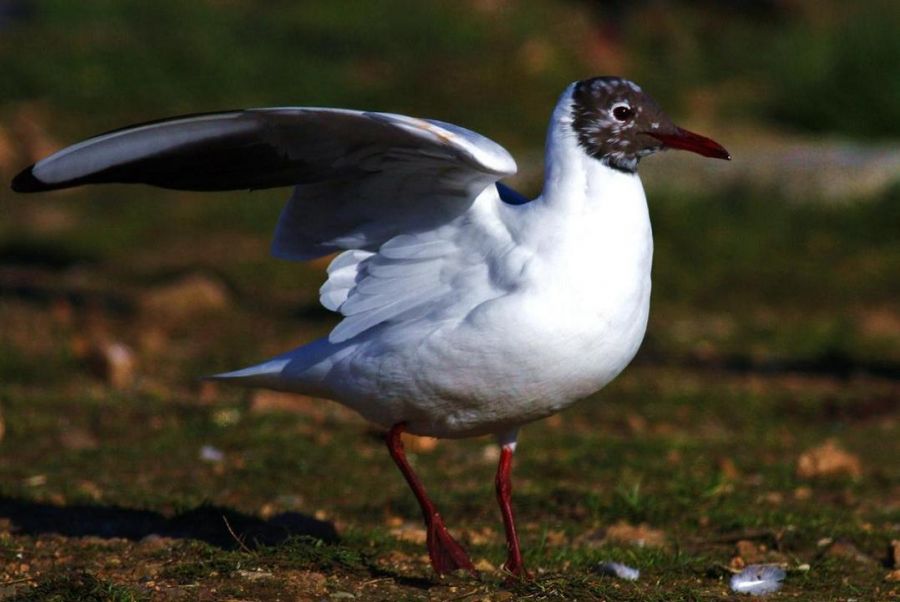 Black-headed Gull