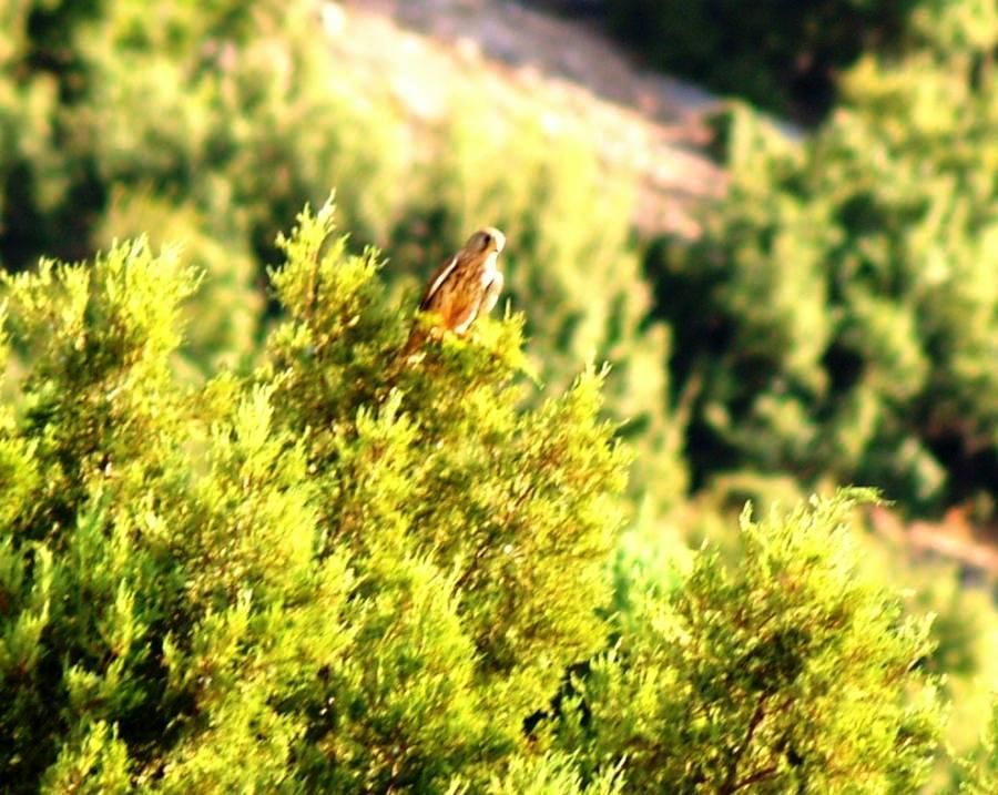 Common Kestrel