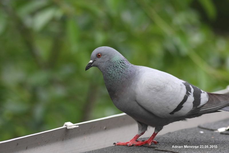 Rock Dove