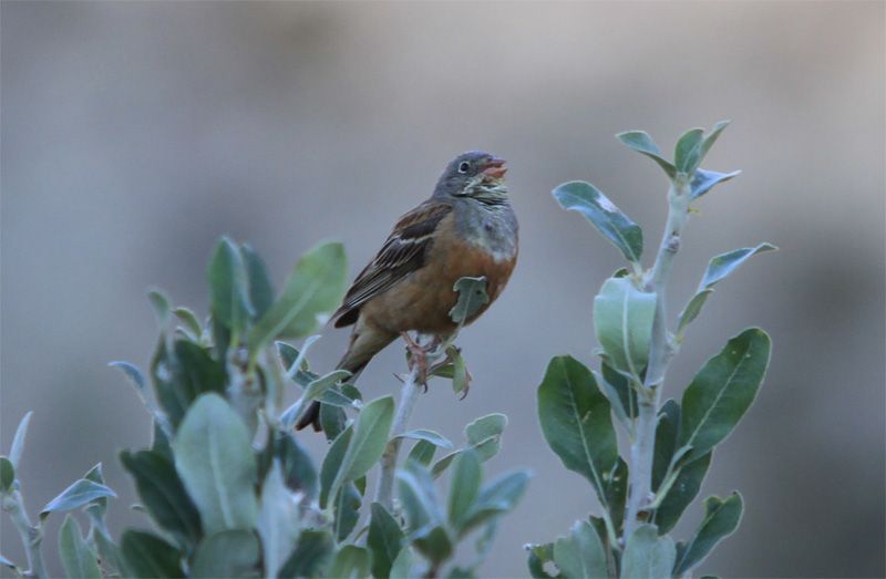 Ortolan Bunting