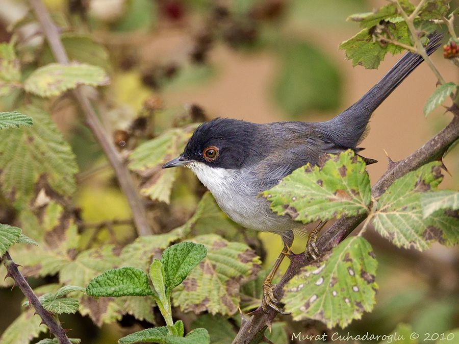 Sardinian Warbler