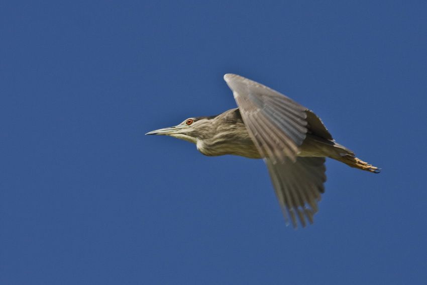 Black-crowned Night Heron
